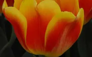 Cancun / Канкан