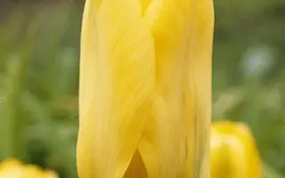 Candela / Кандэла