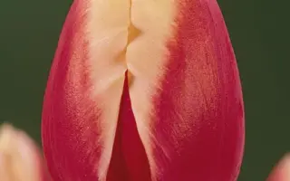 Candlelight / Кэндллайт