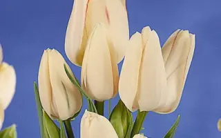 Candy Club / Кэнди Клаб