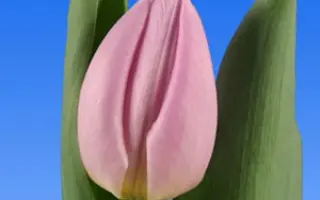 Candy Prince / Кэнди Принц