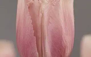 Canova / Канова