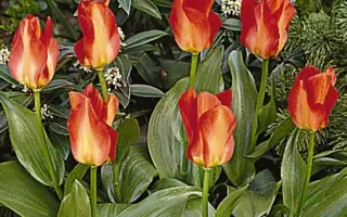 Cantate / Кантата