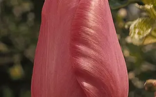 Cantor / Кантор