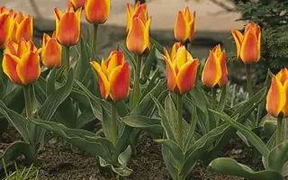 Cape Cod / Кейп Код