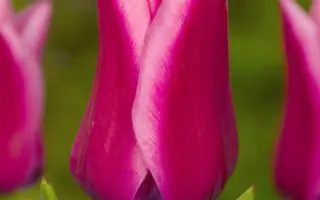 Capri Dream / Капри Дрим