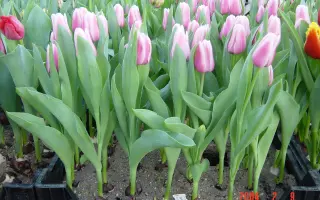 Capri Striped / Капри Стрипэд