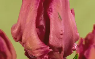 Caprice / Каприз