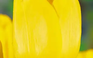 Caractere / Характер