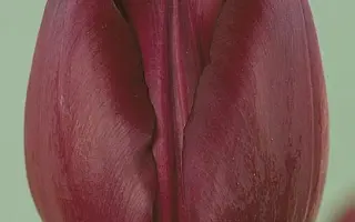 Caravelle / Каравелла