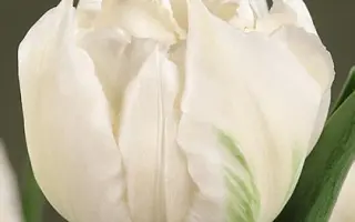 Cardinal Mindszenty / Кардинал Миндзенти