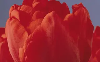 Carlton / Карлтон