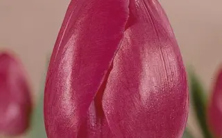 Carmen / Кармэн