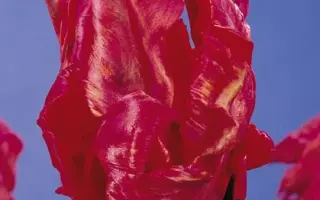 Carmine Parrot / Кармин Паррот