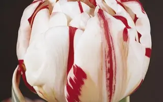 Carnaval de Nice / Карнавал де Ниц