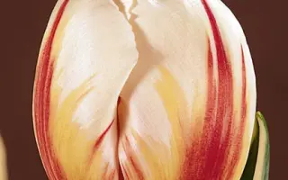 Carnaval de Rio / Карнавал де Рио