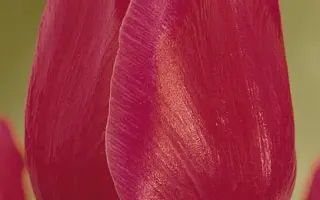 Carola / Карола