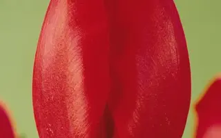 Carreria / Карьера