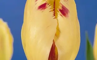 Carrousel / Карусель