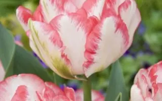 Cartouche / Картучи