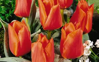 Casa Grande / Каса Грандэ