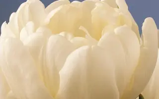 Casablanca / Касабланка