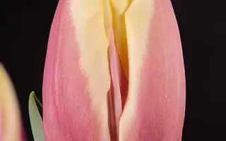 Catalina / Каталина