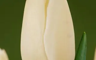 Catherina / Катерина