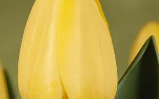 Cees Plug / Киис Плаг