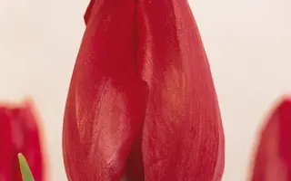 Celebration / Селебрайшен