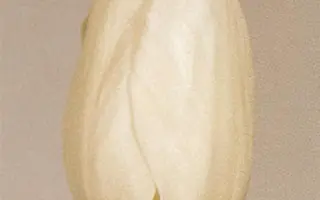 Centerfold / Сэнтерфолд