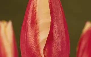 Centurion / Цэнтурион