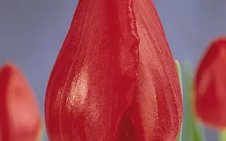 Charles / Чарлэс