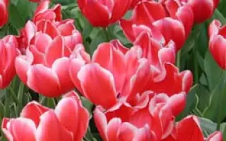 Charmeur / Чармэур