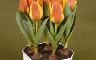 Charmeuse / Чармэусэ