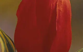 Cheerleader / Чеарлиадер