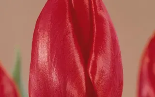 Cheirosa / Чэироса