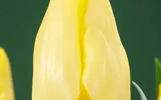 Cherida / Чэрида