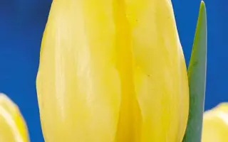 Cherokee / Чероки