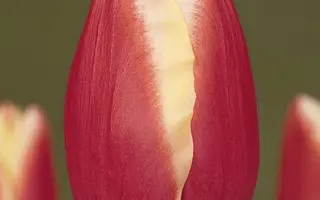 Chieftain / Чиэфтаин