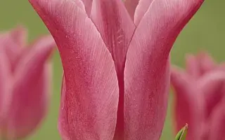 China Pink / Чина Пинк