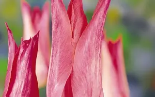 Christina van Kooten / Кристина ван Кутен