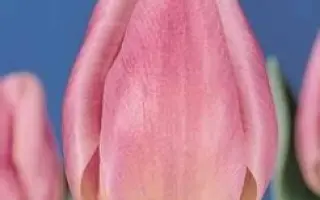 Christmas Beauty / Кристмас Бюти