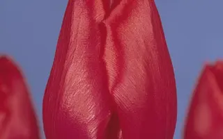 Christmas Carol / Кристмас Карол