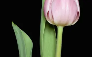 Christmas Cloud / Кристмас Клоуд