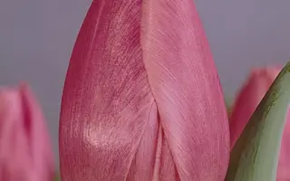 Christmas Dream / Кристмас Дрим