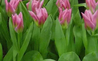 Christmas Exotic / Кристмас Экзотик