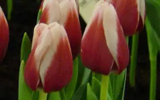 Christmas Gift / Кристмас Гифт