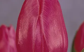 Christmas Marvel / Кристмас Марвэл