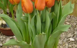 Christmas Orange / Кристмас Оранж